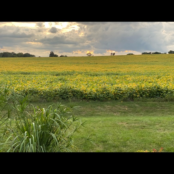 Meet your Posher, Cori - Picture 1 of 1